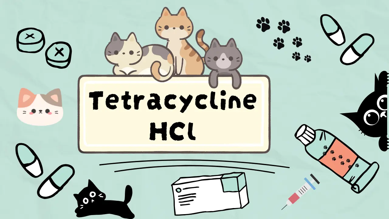 التتراسكلين للقطط