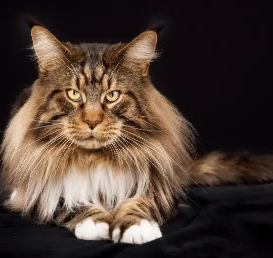 اغلى انواع القطط