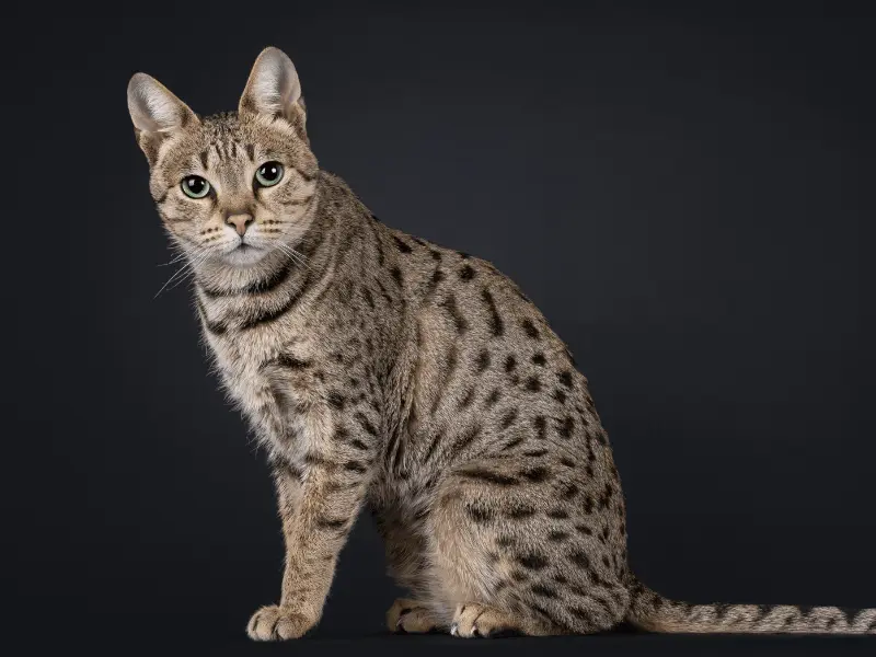 قط السافانا