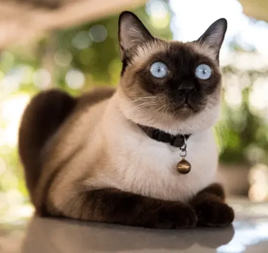 اذكى انواع القطط