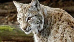 اخطر انواع القطط