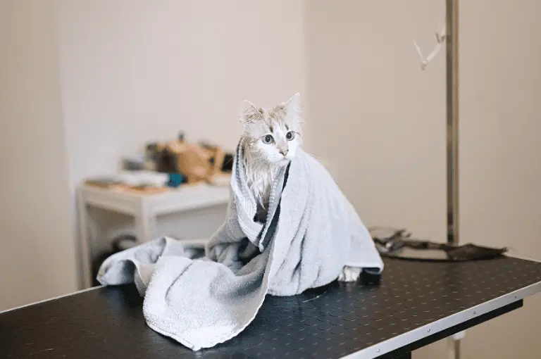 تجفيف فرو القطة بعد الاستحمام