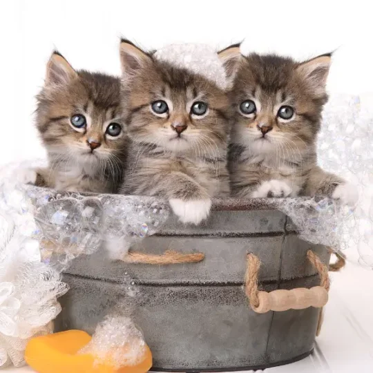 كيفية استحمام القطط