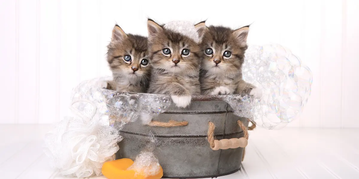 كيفية استحمام القطط